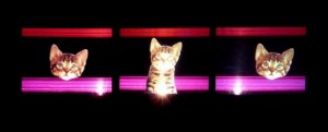 Visuals by Lynx de Luxe